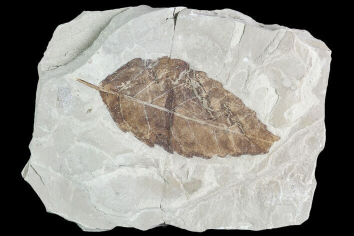 Fossil Leaf (Betula)- Green River Formation, Utah #110364